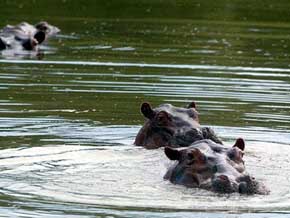 Unos 40 hipopótamos se escapan de la hacienda de Pablo Escobar