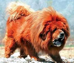pagó casi $2 millones por un perro mastín tibetano Mundo Global