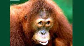 Uso de orangutanes hembras para la prostitución