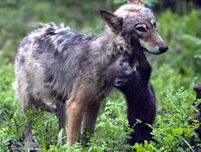 Asturias autoriza a cazadores para matar lobos