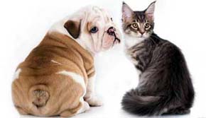 Qué enfermedades pueden contagiarnos las mascotas?