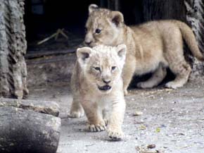 Sacrifican a cuatro saludables leones en Zoológico en Copenhague