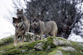 El lobo ibérico al borde de la extinción en Andalucía