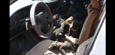 CHINA.- Durante el operativo, trató de convencer a la policía que se trataba de cachorros de perro Akita. Fotos: Internet