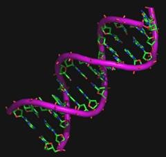 Estructura de la molécula de adn: dos estructuras de azúcar fosfato unidas por 'puentes' de bases nitrogenadas