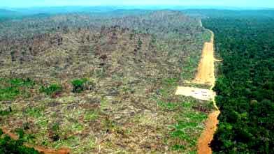 La selva amazónica ha sufrido una fortísima deforestación en los últimos años. 