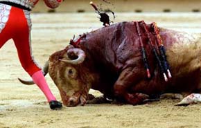 El Partido Popular pretende que los toros vuelvan a Canarias