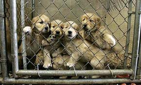 PACMA denuncia el tráfico de cachorros