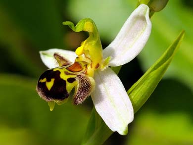 La seductora Orquídea Abeja ( Ophrys lupercalis )