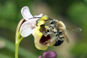 La seductora Orquídea Abeja ( Ophrys lupercalis )