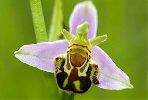 La seductora Orquídea Abeja ( Ophrys lupercalis )