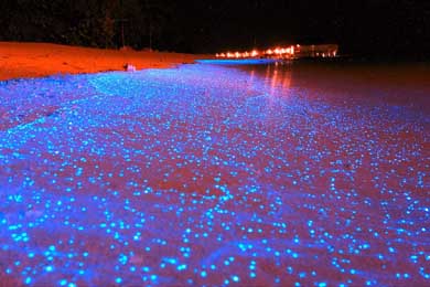 Mar de Estrellas, Isla Vaadhoo, Maldivas