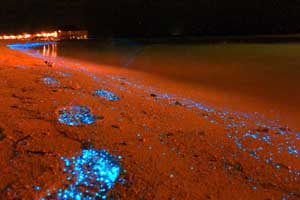 Mar de Estrellas, Isla Vaadhoo, Maldivas