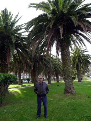 El mejor palmeral del norte de España está en San Vicente de la Barquera.