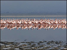 De la noche a la mañana, los flamencos abandonaron el lago dejando sus nidos detrás