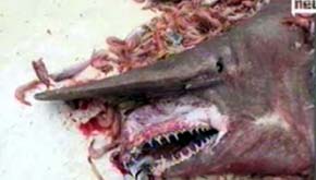 Un monstruo de las profundidades - Unos camaroneros capturan un extraño tiburón, de aspecto monstruoso, en las costas de Florida 

