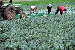 Miles de niños trabajan en las plantaciones de tabaco en EE.UU.