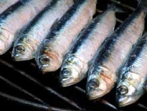 La sardina, tesoro de nuestra cocina popular