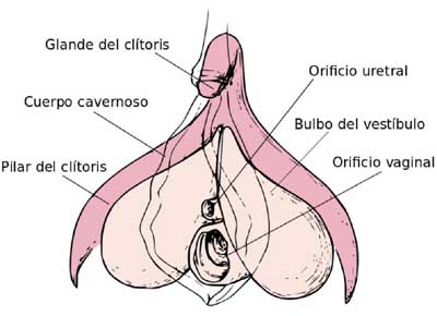 Once sorprendentes hechos sobre el clítoris que deberías conocer (para disfrutar más)