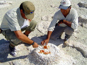 Funcionarios de CONAF observan un nido de flamencos en el norte del país 