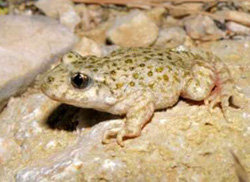 El sapo partero macho, es quien cuida los huevos hasta el nacimiento de las crías