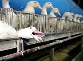 La ‘infinita’ crueldad en la alimentación de patos para foie gras