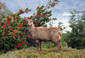 Los tesoros del istmo de Ofqui para el turismo científico en-Aysén