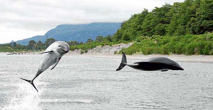 Los tesoros del istmo de Ofqui para el turismo científico en-Aysén