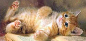 En Chile tener un gato como éste en algunos edificios de apartamentos (pisos,) puede costar ir a la cárcel