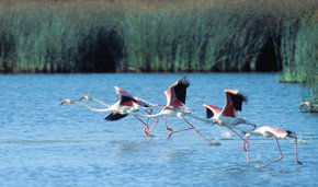 Las marismas del Parque Nacional de Doñana corren peligro de desaparecer por desertificación 
