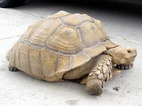 Hallan tortuga gigante en calle de California