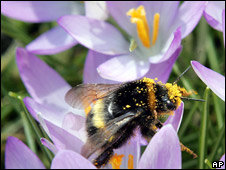 El uso del veneno de abeja en el tratamiento de la artritis no es nuevo. 