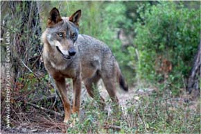 El censo oficial confirma el aumento del número de lobos y su expansión por el territorio de Castilla y León