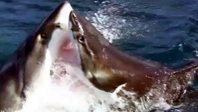 La lucha entre dos tiburones ejemplifica la dureza que conlleva la supervivencia en el mundo animal 