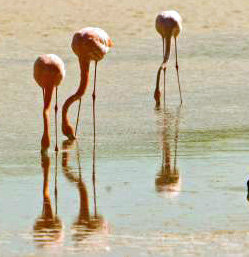 Flamencos rosados en las islas Galápagos