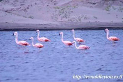 La laguna de las Parihuanas