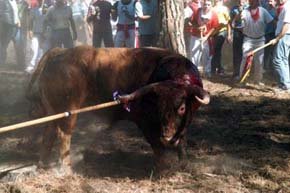 El toro alanceado por la barbarie popular en Tordesillas. Uno de los más crueles espectáculos centrados en el sufrimiento animal 