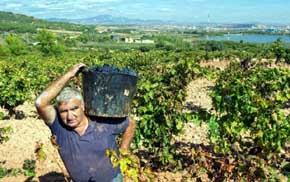 Argentina será el quinto productor de vino en 2014 y Chile caerá al octavo lugar
