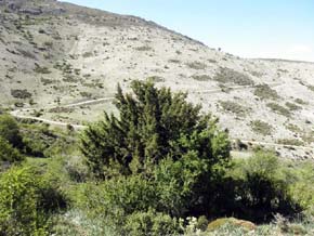 Un estudio advierte que el tejo de Sierra Arana (Granada) se encuentra en “peligro crítico de extinción”