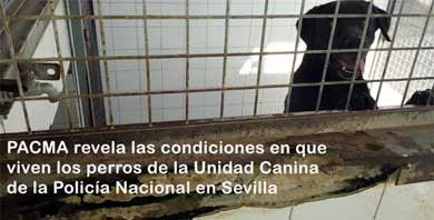 PACMA destapa las terribles condiciones de la Unidad de Guías Caninos de la Policía Nacional de Sevilla