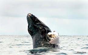 Las ballenas: importante atractivo turístico de Panamá