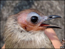 El recién descubierto 'bulbul de cara descubierta'.