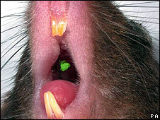 Al igual que en los humanos, a un ratón los dientes le crecen sólo dos veces. 