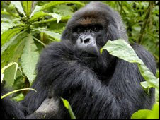 El virus se detectó en una mujer de Camerún que vive en Francia, puede originarse también en gorilas.  