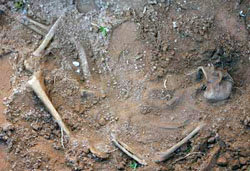 Esos hallazgos se suman a los restos óseos encontrados el 23 de julio pasado en una fosa en la sede la Agrupación Especializada de la Policía Nacional en Asunción. 