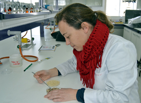 La UCAV apuesta por la quinoa como alimento sano y rentable para los agricultores