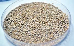 La UCAV apuesta por la quinoa como alimento sano y rentable para los agricultores