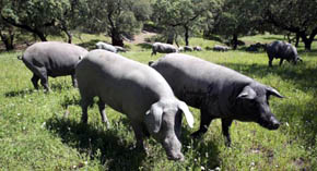 Cerdos ibéricos en una dehesa de Badajoz. 