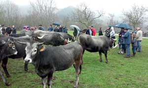 Ruente, Los Bosques