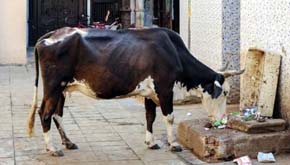El Gobierno indio tiene intención de ampliar a todo el país su prohibición contra el sacrificio de vacas 


